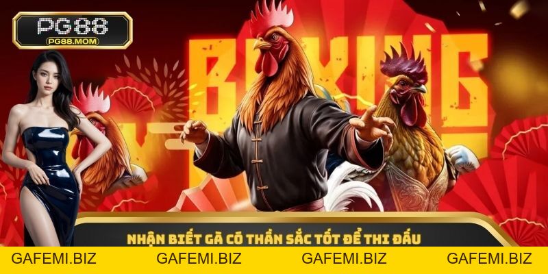 Đá Gà Cựa Tròn - Hình Thức Cá Cược Online Hấp Dẫn 2026