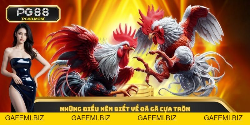 Đá Gà Cựa Tròn - Hình Thức Cá Cược Online Hấp Dẫn 2026
